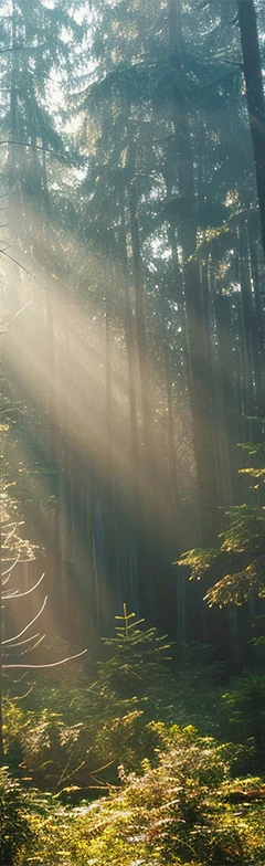 light shining through the forest